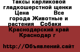 Таксы карликовой гладкошерстной щенки › Цена ­ 20 000 - Все города Животные и растения » Собаки   . Краснодарский край,Краснодар г.